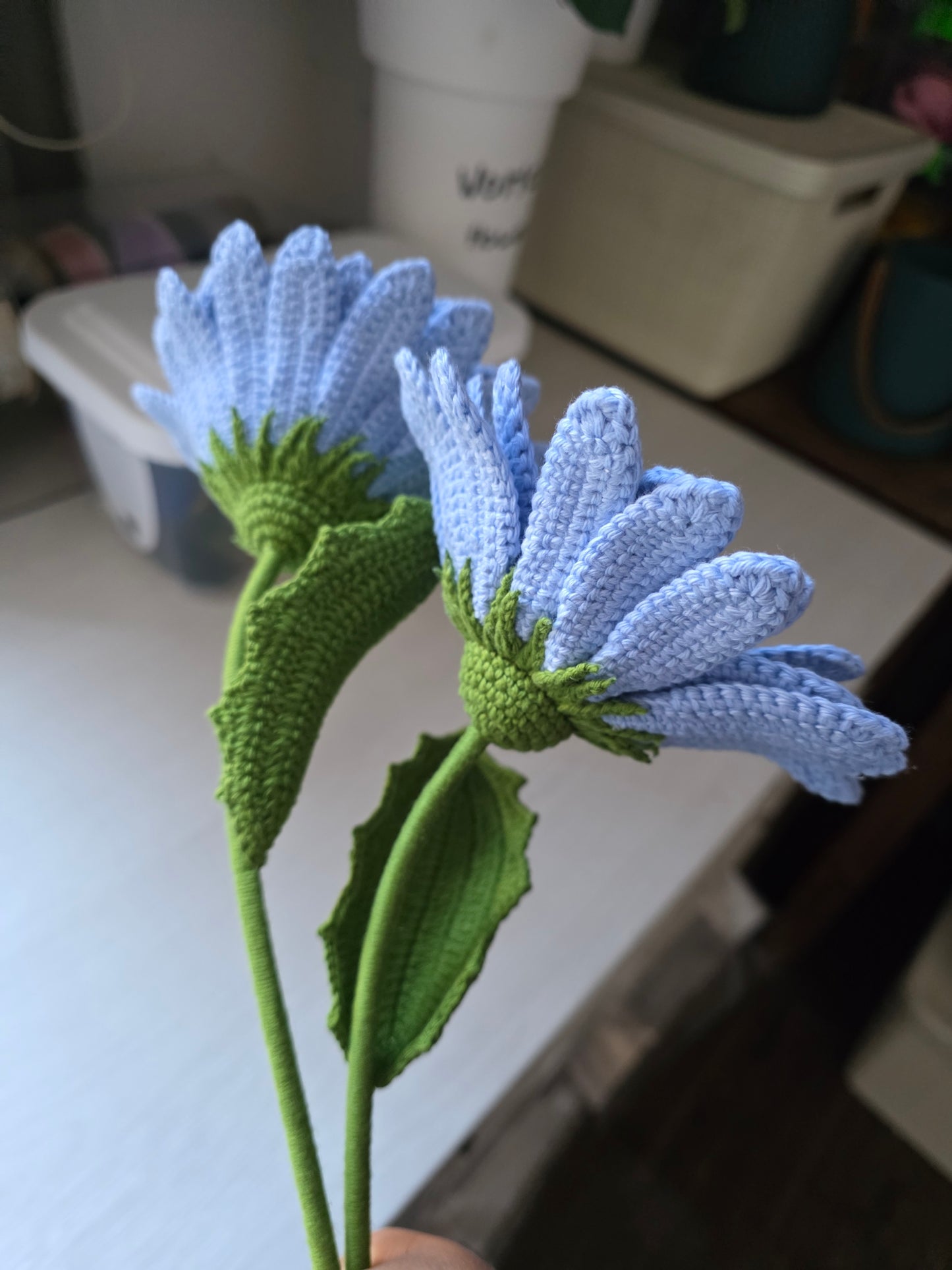 Gerbera tejida