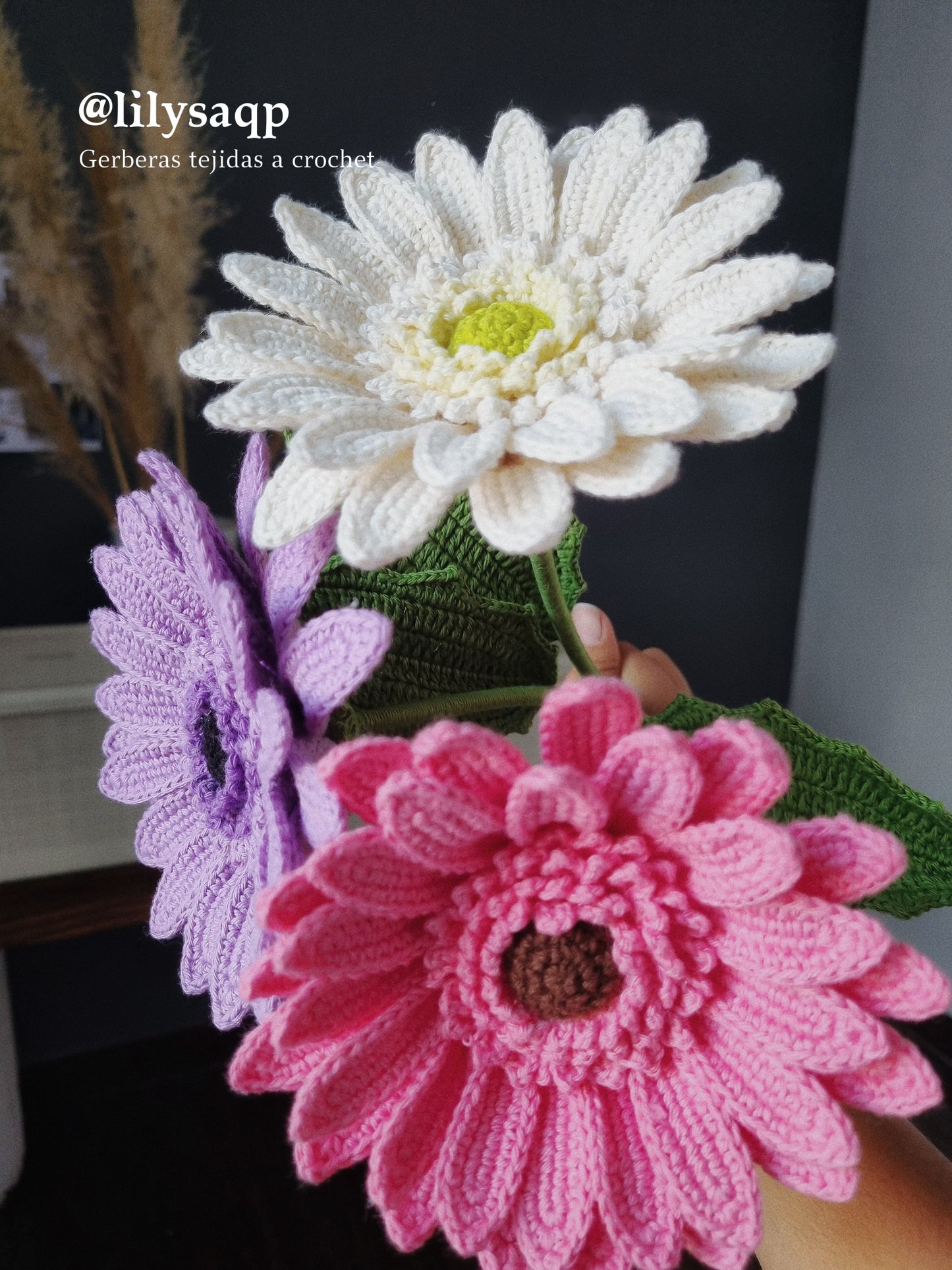 Gerbera tejida