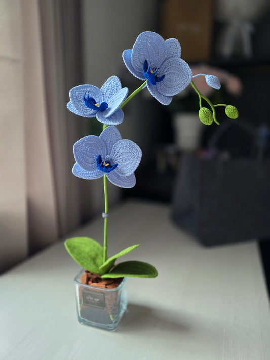 Orquídeas de autor: celeste y azul profundo