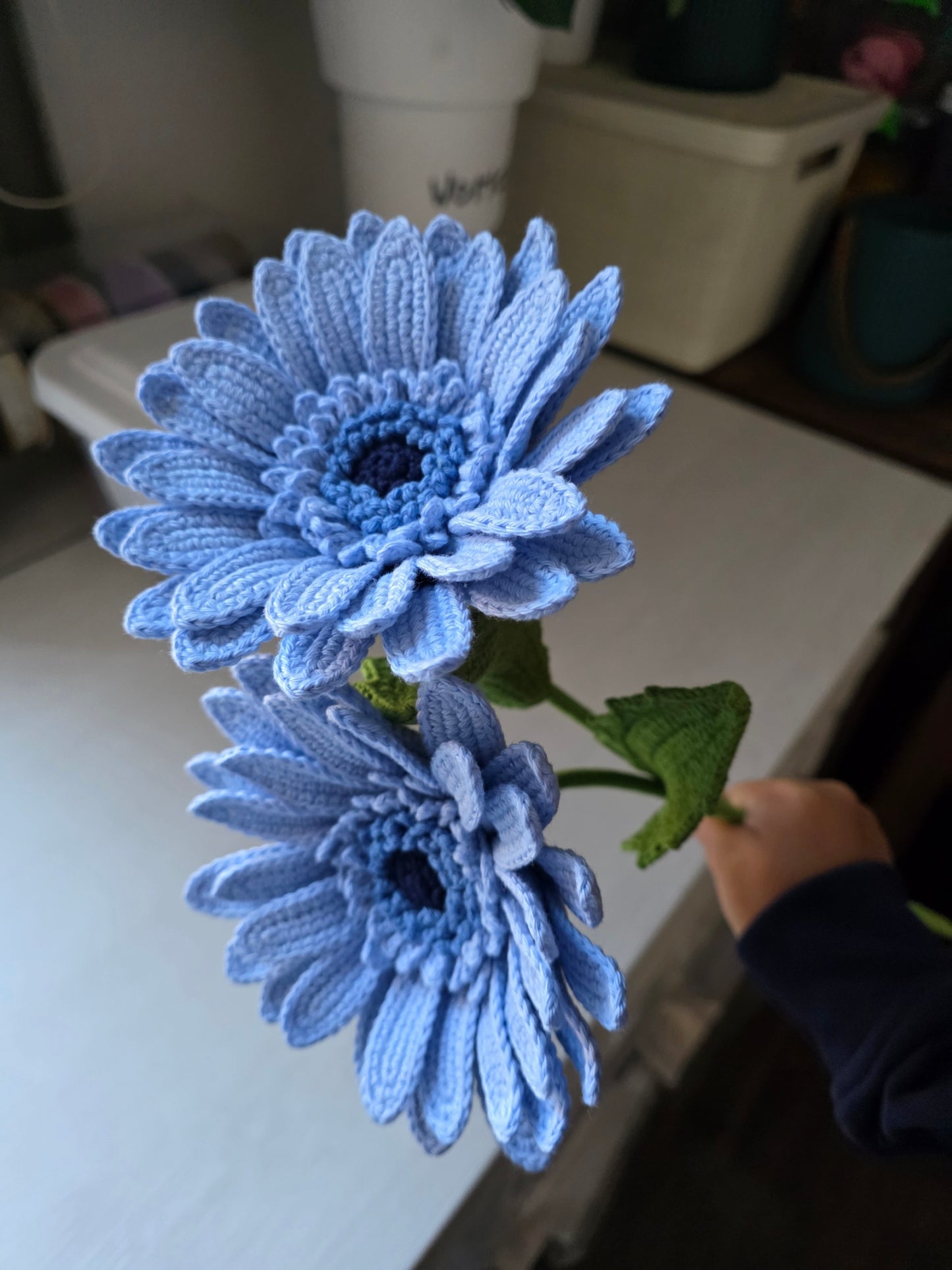 Gerbera tejida
