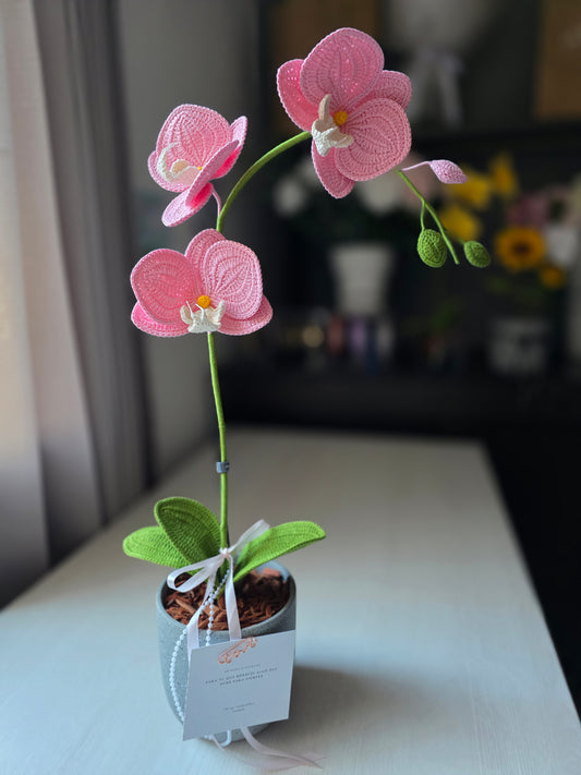 Orquideas Dulce Calma