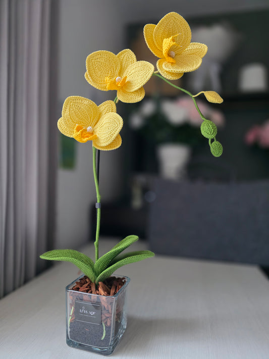 Orquídeas: Aura de Cristal